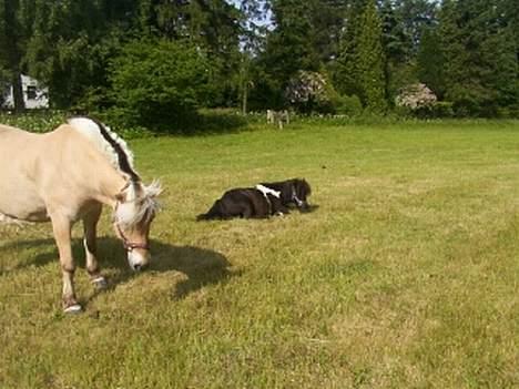 Fjordhest GFC's Fanja † R.I.P † - Og så døser vi hen , den dag lå alle vores 4 heste ned da vi skulle hente dem ind for at ride dem ;´D [Fotograf: Rikke el. Cille] billede 9