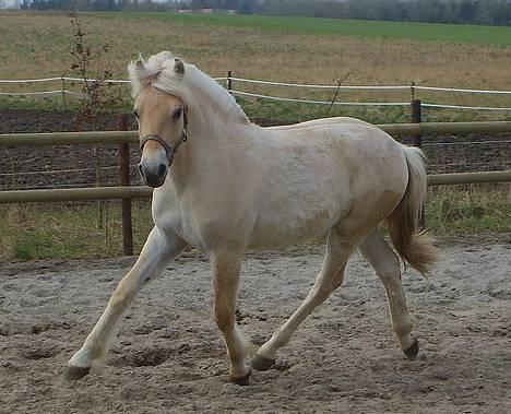 Fjordhest Mosegårdens Delfia billede 7