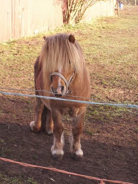 Miniature Egehøjs Lurifax billede 9