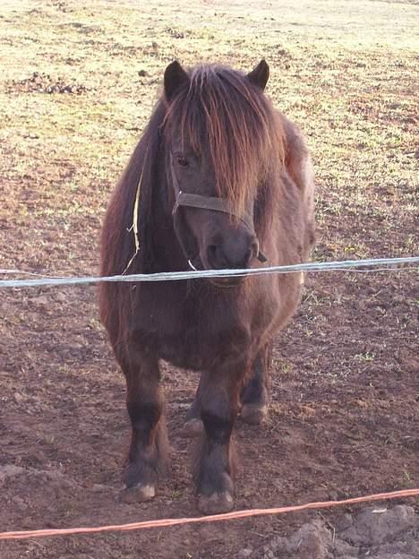 Shetlænder tulle billede 9