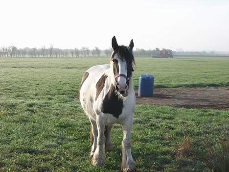 Tinker Chika Cherie - står lige og spiser billede 18