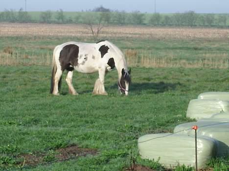 Tinker Chika Cherie - uhm det er godt at komme ud på den store græsmark billede 20