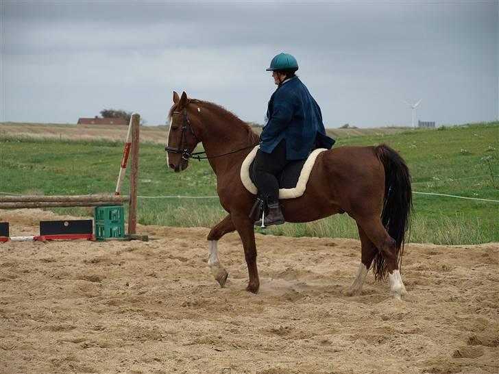 Gelderland Romeo - En dejlig dreng billede 13