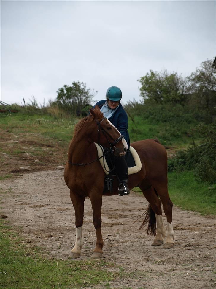 Gelderland Romeo - Dejlige dreng, mors hyp;-) billede 14