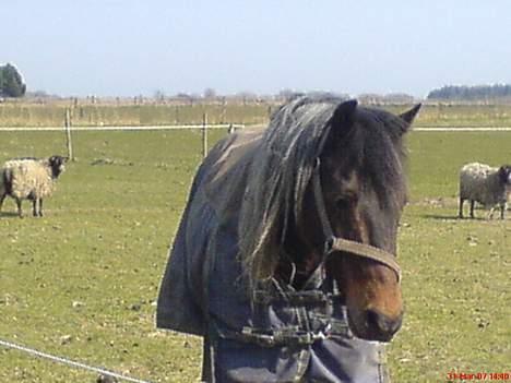 New Forest Sheik - Ude på folden, hvor han står sammen med fårene, men hans veninde Laura, på folden lige ved siden af. Her er han på vej hen og hilse på mig (: billede 1