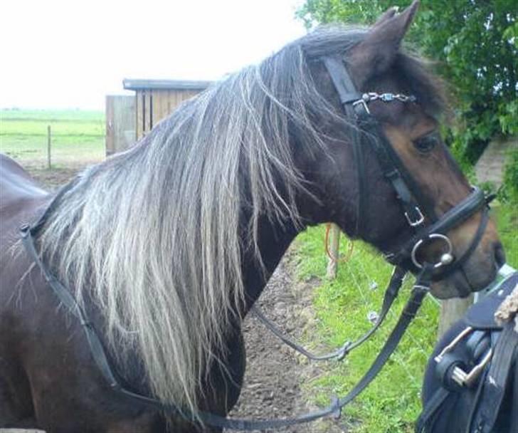 New Forest Sheik - Dette er når jeg er ifærd med at tage sadlen af ham, når vi skal skridte af, efter noget dressur ridning. billede 2