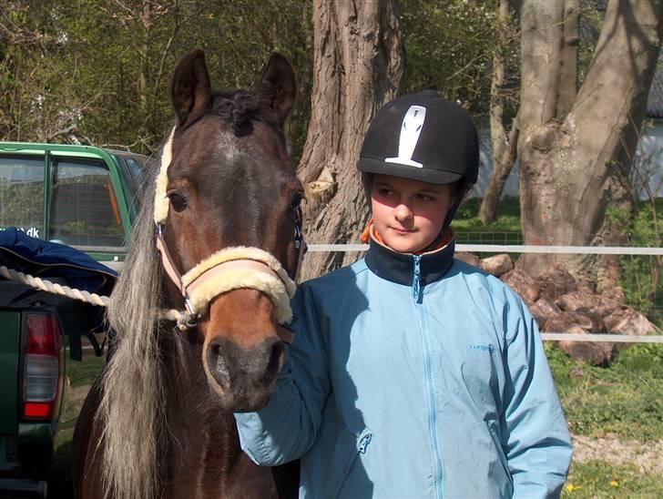 New Forest Sheik - På parkeringspladsen ved stævnet på SRK d. 21.-22. April. Her har vi lige sadlet af, og skal til at læsse ham i traileren :D billede 3
