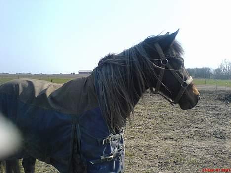 New Forest Sheik - Ude på folden. Sheik holder øje med Lurifax på den anden fold. Tihi ;D billede 4