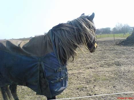 New Forest Sheik - Her kigger han efter fårene. billede 5