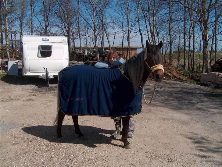 New Forest Sheik - Detter er lige før vi skal ha´ transport gamacher¨på, når vi skal til springstævne, d. 21. April på SRK. billede 6