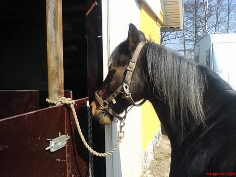 New Forest Sheik - Det her er under dagligdags striglingen. billede 7