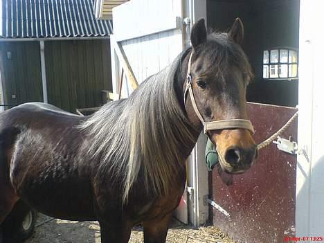 New Forest Sheik - Sheik der keder sig lidt. Gaaab :P billede 8