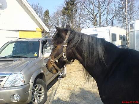 New Forest Sheik - Hov ? Det var jo Claus´ bil i baggrunden. Sheik synes det er kedeligt at få taget billeder, dén dag.  billede 9