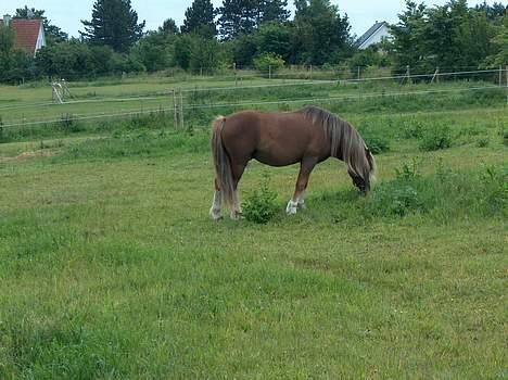 Welsh Mountain (sec A) Charlie*passer til tider* billede 2