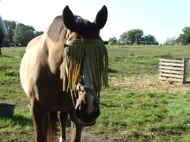 Anden særlig race Chantall [R.I.P] - 15) nyt billede 11