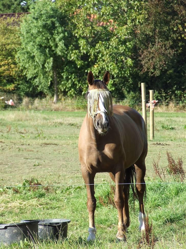 Anden særlig race Chantall [R.I.P] - 16) Nyt billede 12
