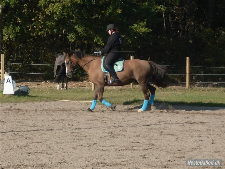 Anden særlig race Chantall [R.I.P] - 18) Nyt billede 13