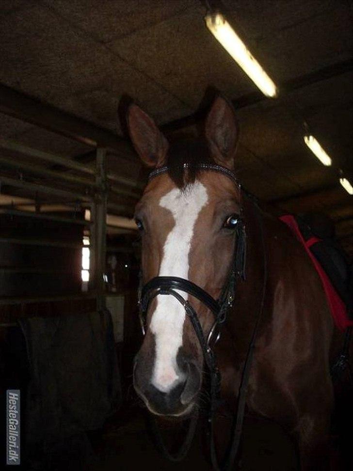 Anden særlig race Chantall [R.I.P] - 19) Nyt  billede 14