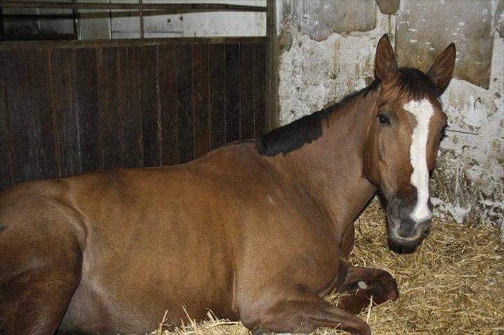 Anden særlig race Chantall [R.I.P] - 20) Nyt  billede 15