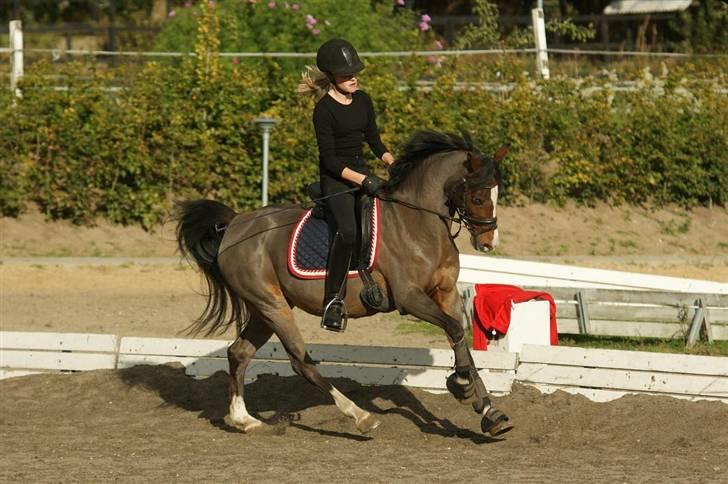 Hollandsk Sportspony Candy  - 2 Okt. 09. Jeg elsker dig candy. billede 8