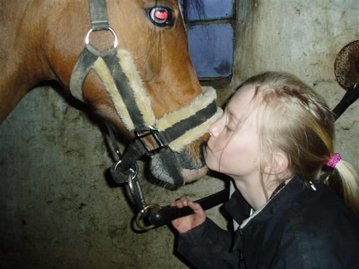 Hollandsk Sportspony Candy  - var ved at flette men vi skulle liiige mysse´ lidt <33 hun er lidt våd på mulen fordi hun lige har drukket af vandslangen <3<3 billede 9