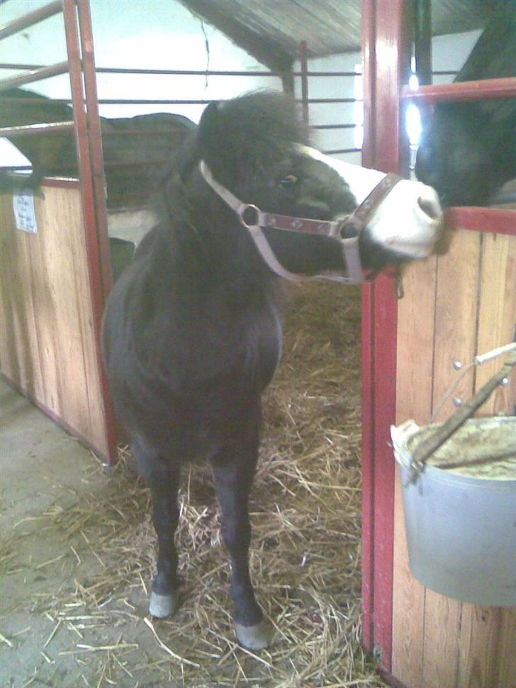 Anden særlig race Josefine (Død d 17-8-09) - josefine lånte lige Rosas boks billede 5