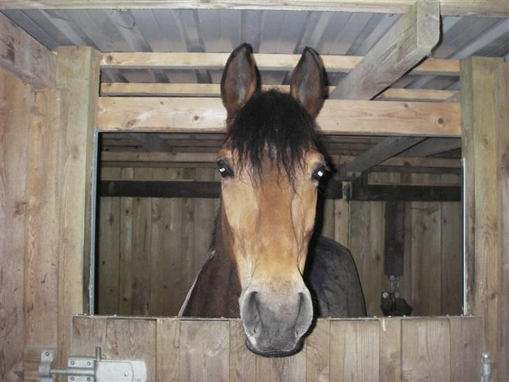 Anden særlig race Flying Mizty - velkommen til mizty´s profil :D billede 1