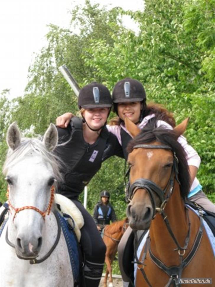 Anden særlig race Flying Mizty billede 2