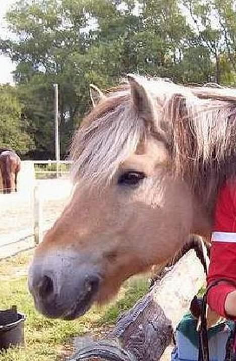 Fjordhest Claus - Gammel Part :'/ - Min elskede ! :-* ELSKER HAM !!!! [Fotograf: ??] billede 14