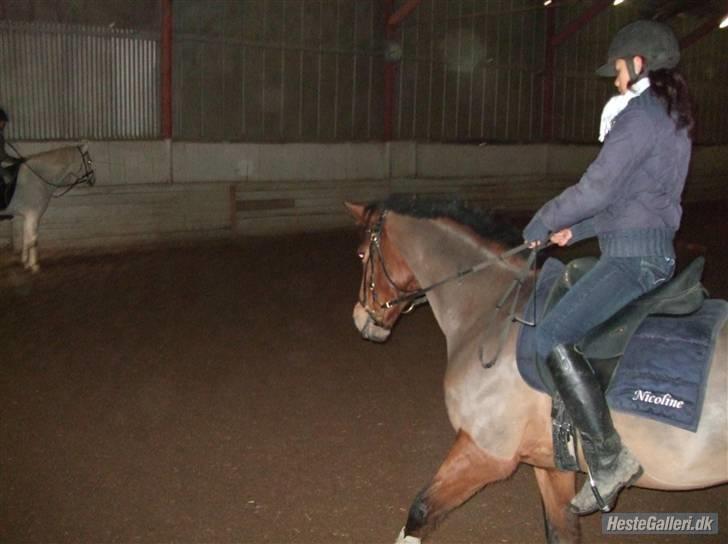 Anden særlig race Flying Mizty - dressur [ taget af: suz ] billede 4