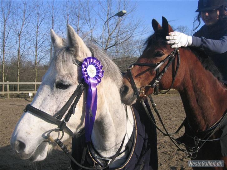 Anden særlig race Flying Mizty - Chiara og Mizty til stævne :D [taget af: suz] billede 5