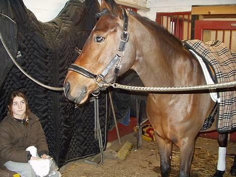 Hollandsk Sportspony Julandia ( Solgt )<3 - ». Velkommen til Julandia´s profil. billede 1