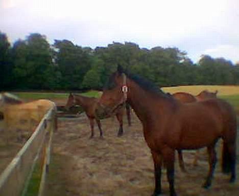 Hollandsk Sportspony Julandia ( Solgt )<3 - ». Julandia, på sommerfold. billede 5