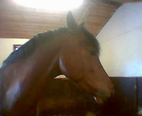 Hollandsk Sportspony Julandia ( Solgt )<3 - ». Julandia, står og slapper af i boksen. billede 7