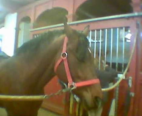 Hollandsk Sportspony Julandia ( Solgt )<3 - ». Julandia, lige kommet hjem fra sommerfold. meget træt billede 8