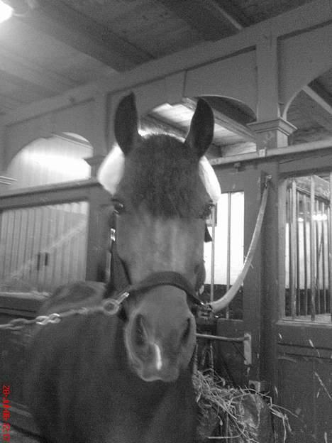 Hollandsk Sportspony Julandia ( Solgt )<3 - ». Julandia, et år efter jeg købte hende. billede 9