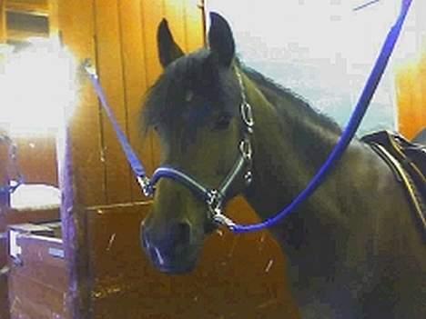 Hollandsk Sportspony Julandia ( Solgt )<3 - ». Julandia, står og venter. billede 10