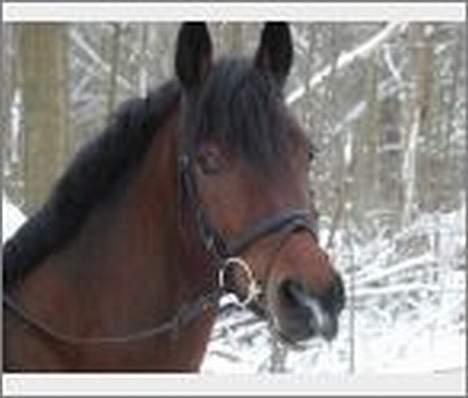 Hollandsk Sportspony Julandia ( Solgt )<3 - ». Julandia, salg´s billed da josephine skulle sælge hende. billede 11