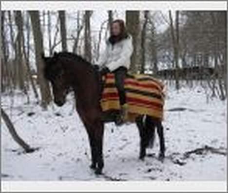 Hollandsk Sportspony Julandia ( Solgt )<3 - ». Julandia, salg´s billed da josephine skulle sælge hende. billede 13