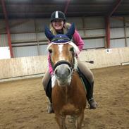 Haflinger Birch's Giulia