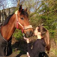 Belgisk varmblod Fronsac