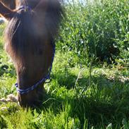 Welsh Pony (sec B) Champer
