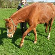 Welsh Pony (sec B) Møllehøjs Sussie