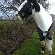 Irish Cob Gordon of Romany Vanner