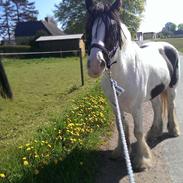 Irish Cob Gordon of Romany Vanner