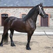 Frieser Like jebjerg