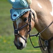 Hollandsk Sportspony Capello Ivo<3 (Min Pony)