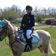 Hollandsk Sportspony Capello Ivo<3 (Min Pony)