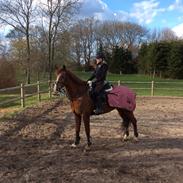 Tysk Sportspony Heidi (Duchesse)