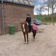Tysk Sportspony Heidi (Duchesse)